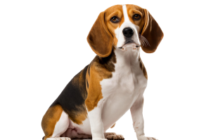 Animale de companie